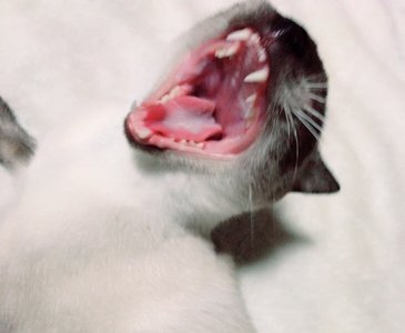 夏といえば - 画像3