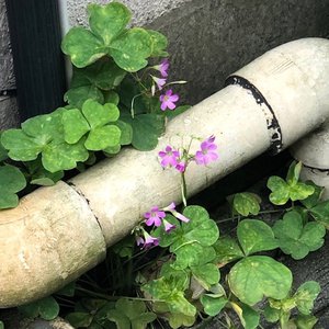ちょっとした用事があって晴 - 画像2