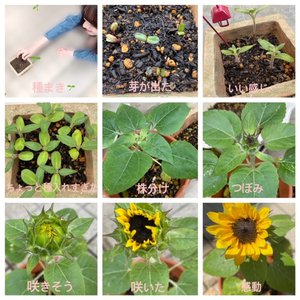 sunflower - 画像2
