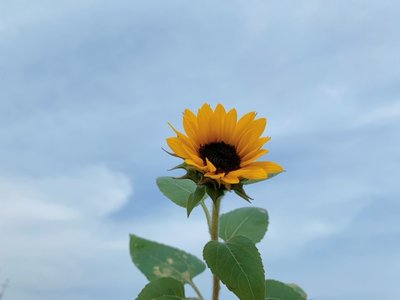 sunflower - 画像3
