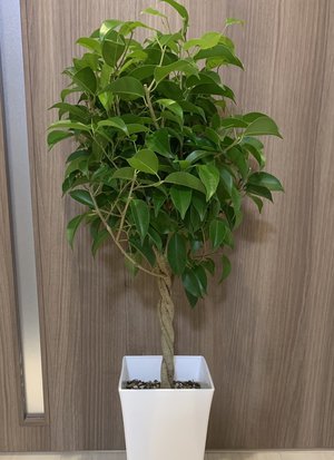 違うんです！枯らしたわけじゃないんです！！ - 画像2