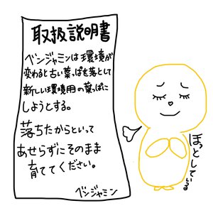 違うんです！枯らしたわけじゃないんです！！ - 画像5