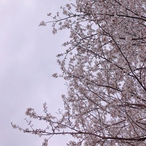 白は白でも何色で居ればいのサムネイル