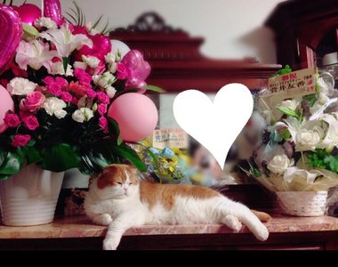 ジョリティー最後の握手会♡ - 画像3