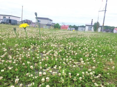 リコッタチーズ、106 - 画像1