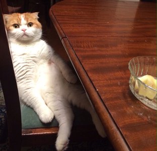 わっほいのサムネイル