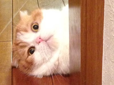 最近のトム⌄̈⃝ - 画像5