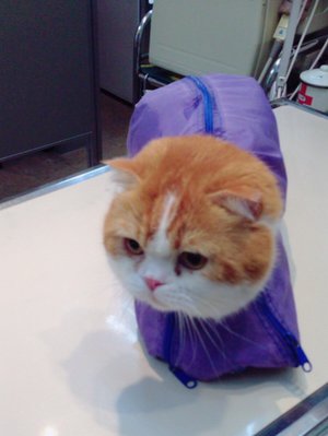 トムのおでかけ( ¯•ω•¯ ) - 画像1