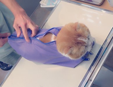 トムのおでかけ( ¯•ω•¯ ) - 画像2