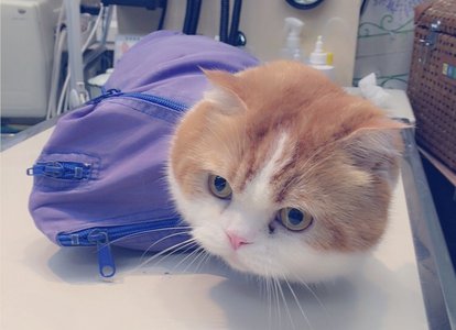 トムのおでかけ( ¯•ω•¯ ) - 画像3