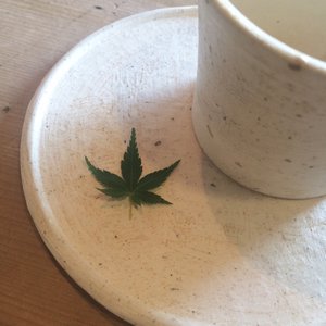 オオイヌノフグリ - 画像2
