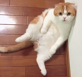 今日は何の日？トムの日！ - 画像2