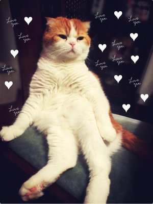 今日は何の日？トムの日！ - 画像3