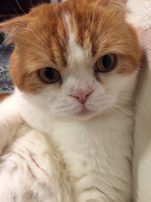 今日は何の日？トムの日！ - 画像5