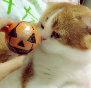 サインボール♡ - 画像2
