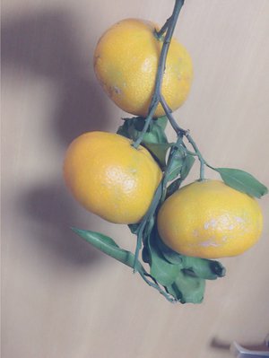 体がチョコレートを欲してるときはマグネシウムが不足してるからほうれん草やナッツやごまを食べるといいらしいです( *˙꒳​˙ )それを知ってしーちゃんにお話したら、絶対ちがう！って言われました(›´-`‹ )(›´-`‹ )もう！！ - 画像2