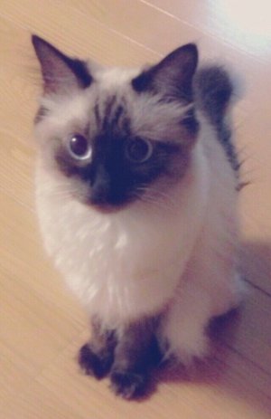 ねこねこねこのサムネイル