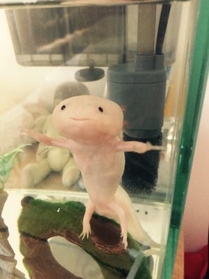 アイス、8のサムネイル