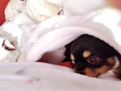 虹花からメールです\ ♪♪ /お正月☆彡.。 - 画像2