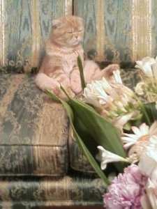 猫ちゃんたち - 画像2