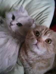 猫ちゃんたち - 画像3