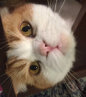 猫ちゃんたち - 画像5