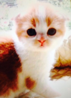 トムにゃんのサムネイル