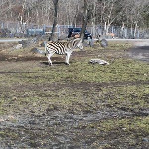鳩を見ていたら。のサムネイル