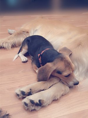 o(・x・U 。)ワンコに会ってきました - 画像5