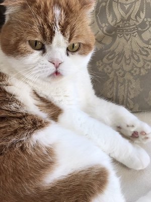 にゃんこの日 - 画像3