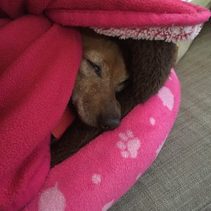 飼い主に似るって。のサムネイル
