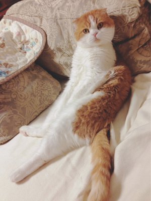 はらぺこトムにゃん - 画像3