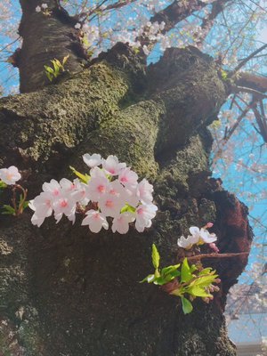ひよっこ、182のサムネイル