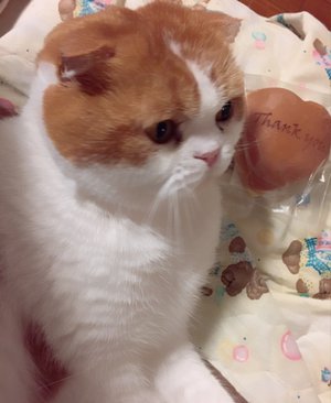 猫アレルギー - 画像3