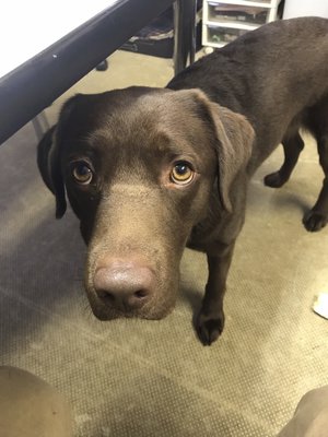 虹花からメールです\ ♪♪ /やっぱり犬が好き。動物大好き～～ - 画像2