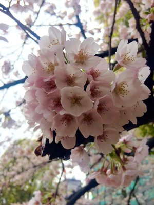 お久しぶりですのサムネイル