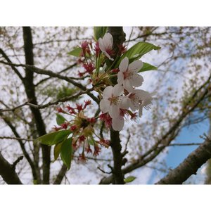 花。 - 画像1