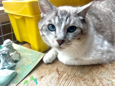 綺麗な目の猫が可愛いってだけのブログのサムネイル