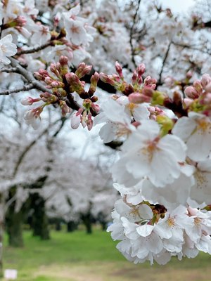 波うららかに、めおと日和 - 画像3