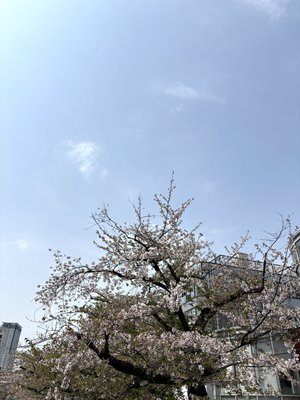 散り際の桜　愛宕心響のサムネイル