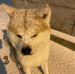 わん - 画像4