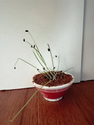 是非是非是非       - 画像5
