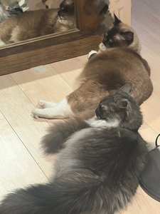 一緒に観に行きませんか - 画像4