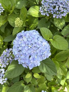 ナイショ - 画像3
