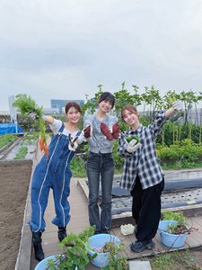 さつまいろ、さつまいものサムネイル
