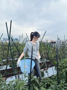 さつまいろ、さつまいも - 画像3