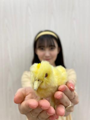 ぴよさんのサムネイル