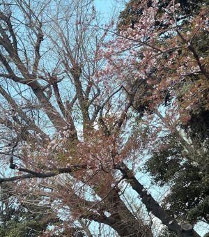 来年の桜は。 - 画像3