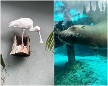 動物園　中西アルノ - 画像3