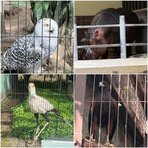 動物園　中西アルノ - 画像4